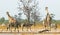 Scenic vista over a vibrant waterhole with Giraffes and zebra in Hwange National Park