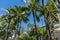 Scenic Waikiki Beach street vista, Honolulu, Oahu
