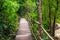 A scenic walk through the Asian forests along