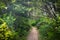 Scenic walking trail through lush green rainforest in Oregon state
