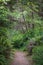 Scenic walking trail through rainforest in Oregon countryside