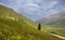 Scenic Washington Gulch in Colorado, wild flower meadows.