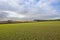 Scenic wheat crop