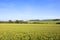 Scenic wheat crop