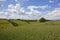 Scenic wheat field