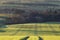 Scenic Wheat Fields at Spring