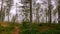 Scenic wide panorama view on footpath in early spring or late autumn foggy forest. Pine and birch trees. The footpath