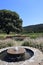 Scenic winery view with fountain, huge tree, and a well-manicured landscape