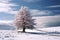 Scenic winter beauty captured with a lone fir tree amidst snow
