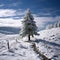 Scenic winter beauty captured with a lone fir tree amidst snow