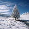 Scenic winter beauty captured with a lone fir tree amidst snow