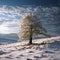 Scenic winter beauty captured with a lone fir tree amidst snow