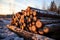 Scenic winter forest Sunset, pile of pine logs background