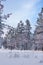 Scenic winter landscape featuring a snow-covered meadow surrounded by trees. Flagstaff, Arizona.