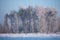 Scenic winter landscape with a grove of trees blanketed in pristine snow