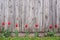 Scenic wooden fence with flowers and grass