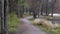 Scenic woodland walking trail in Michigan