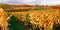 Scenic yellow European vineyards valley on hills in Germany,grape bushes stretching into distance.Banner,copy space