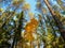 Scenic yellow tree in autumn forest