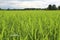 Scenics of the green rice field in the summer.