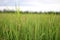 Scenics of rice field on bright day.