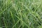 Scenics of rice field on bright day.