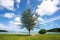 Scenics tree ,perspective cloud