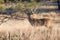 Scent marking of tree