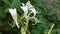 Scented bush flowers blooming for pollination