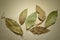 Scented,dried bay leaves on burlap