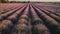 Scented flower heads in a row, abundant beauty generated by AI