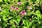 Scented Geranium Pelargonium Crispum in the garden