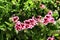 Scented Geranium Pelargonium Crispum in the garden