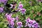 Scented Geranium, Pelargonium graveolens `Citronella`