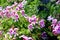 Scented Geranium, Pelargonium graveolens `Citronella`