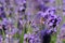 Scented lavender flowers in growth at field