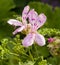 Scented-leaf pelargonium Perlagonium denticulatum