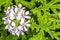 Scented Leaved Pelargonium