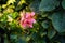 Scented-leaved pelargonium capitatum `Pink capricorn` with pink flowers