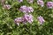 Scented-leaved pelargonium, selective focus