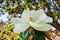 Scented Magnolia Grandiflora flower, California