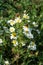 Scented Mayweed in flower