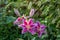 Scented pollen-free double lilies in garden with green background