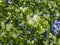 Scented white flowers of hackberry, Prunus padus