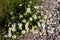 Scentless Chamomile flowering in late summer