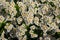 Scentless false mayweed also called wild chamomile, Baldr s brow, Tripleurospermum inodorum, Geruchlose Kamille or Falsche