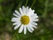 Scentless False Mayweed, Tripleurospermum Inodorum, blossom, close-up, selective focus, shallow DOF