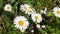 Scentless False Mayweed, Tripleurospermum Inodorum, blossom, close-up, selective focus, shallow DOF