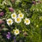 Scentless False Mayweed, Tripleurospermum Inodorum, blossom, close-up, selective focus, shallow DOF