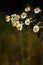 Scentless Mayweed